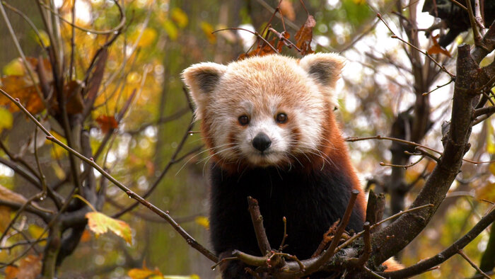 Roter Panda im Herbst