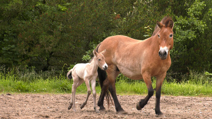 Przewalskipferd-Jungtier mit Mutter