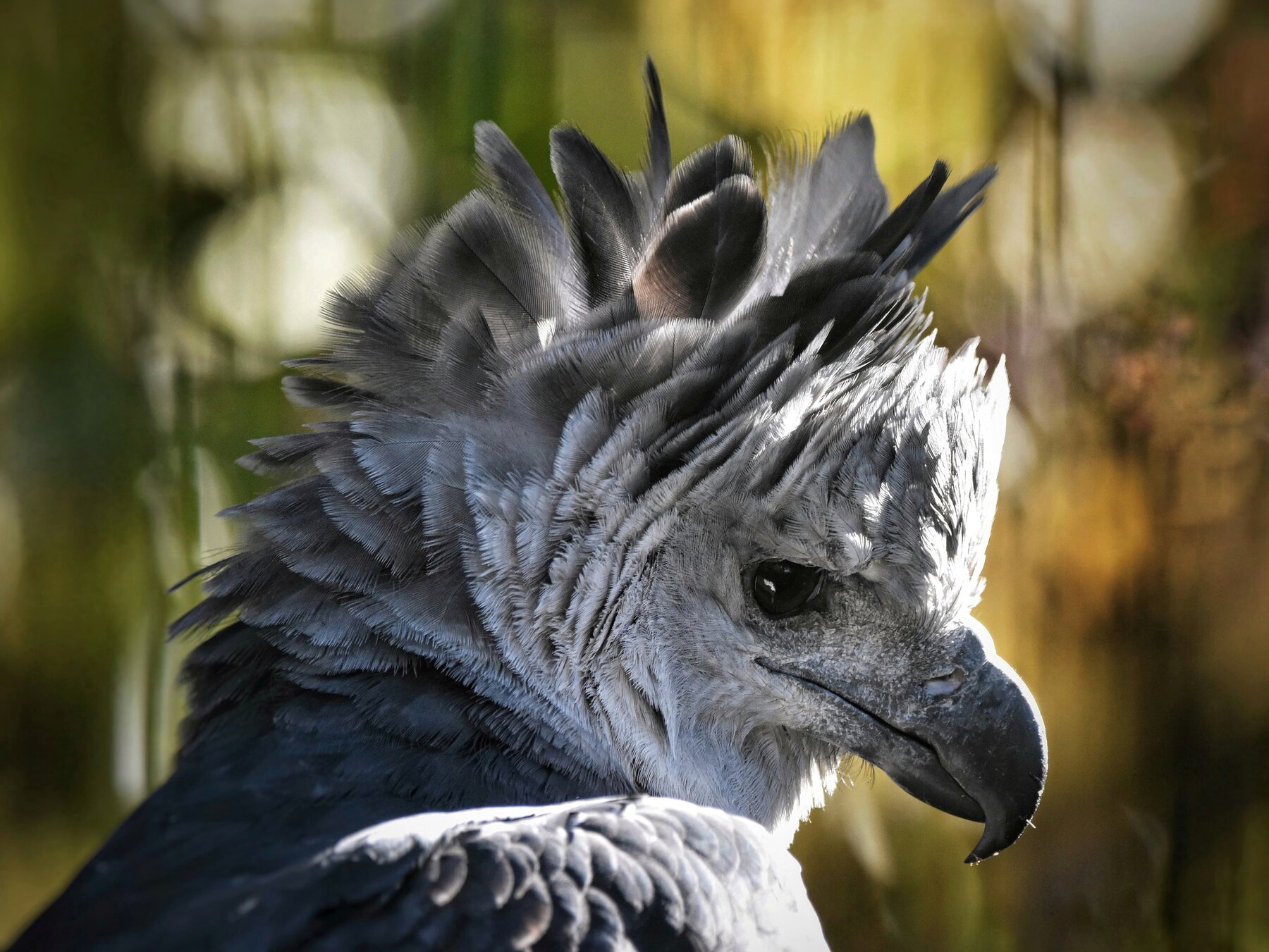Harpy-Eagle  Unusual animals, Weird animals, Rare animals