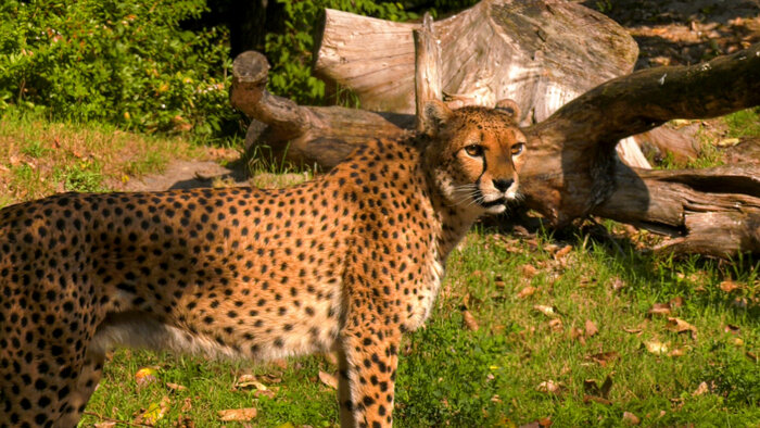 Gepard