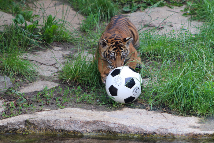 [Translate to English:] Sumatra-Tiger spielt mit Fußball