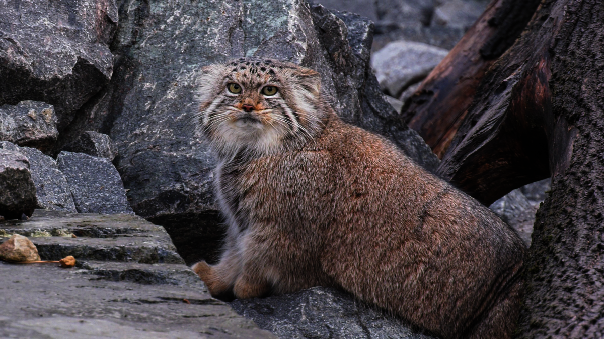 The Fascinating Pallas's Cat