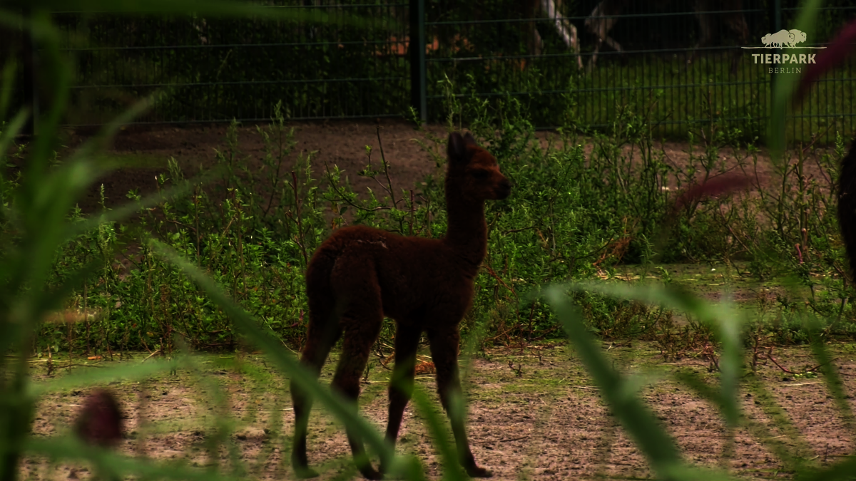 Flauschiger Nachwuchs bei den Alpakas Zoo Berlin