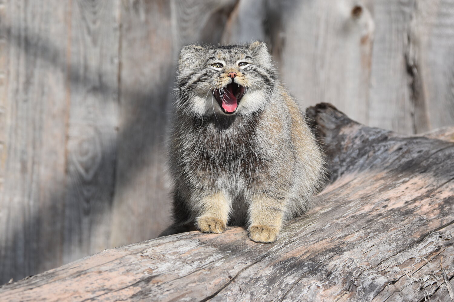 Happy International Pallas’s Cat Day! – Zoo Berlin