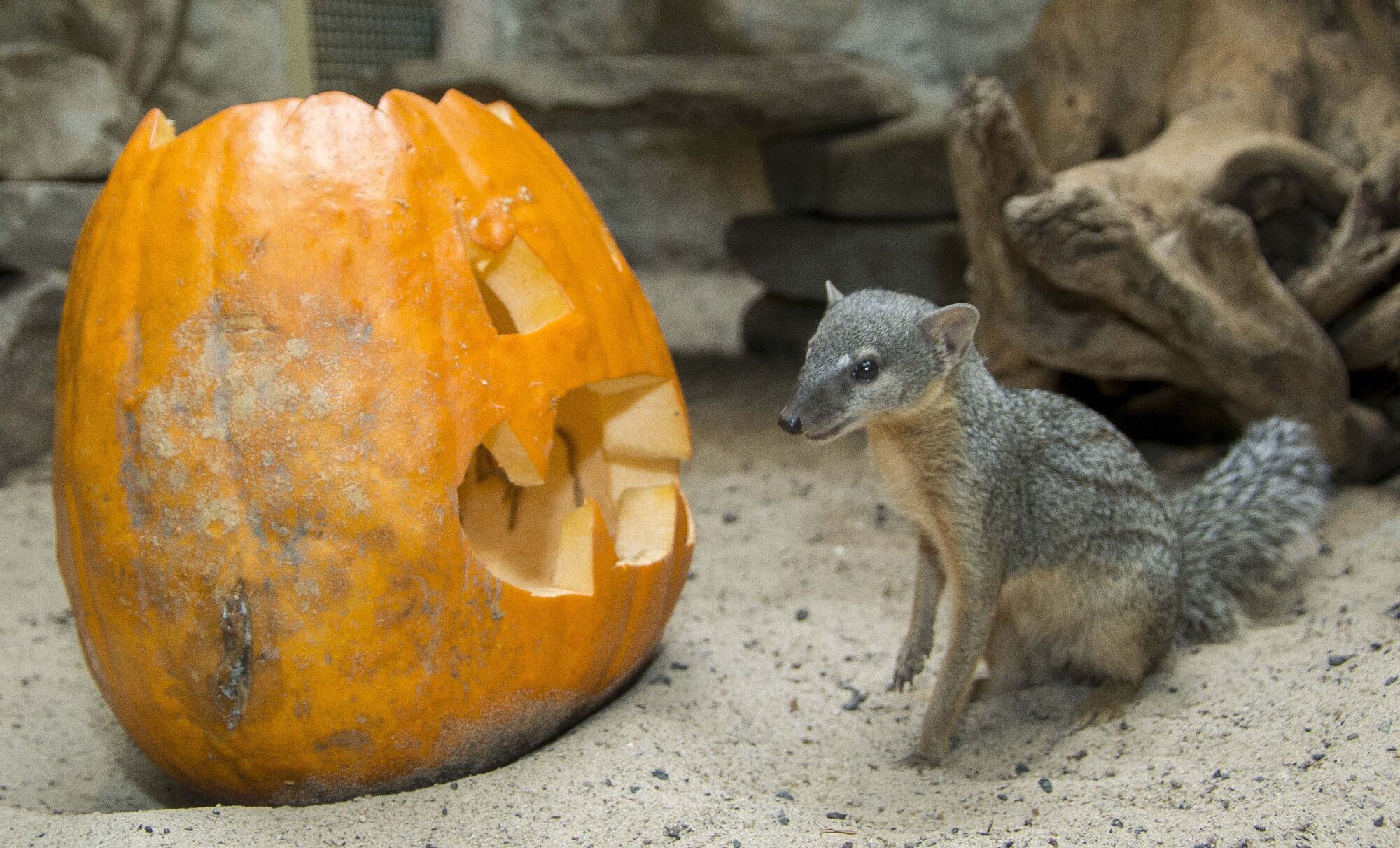 Roaring Halloween Zoo Berlin