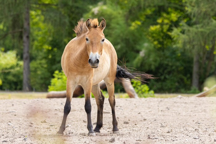 Przewalskipferde im Tierpark Berlin