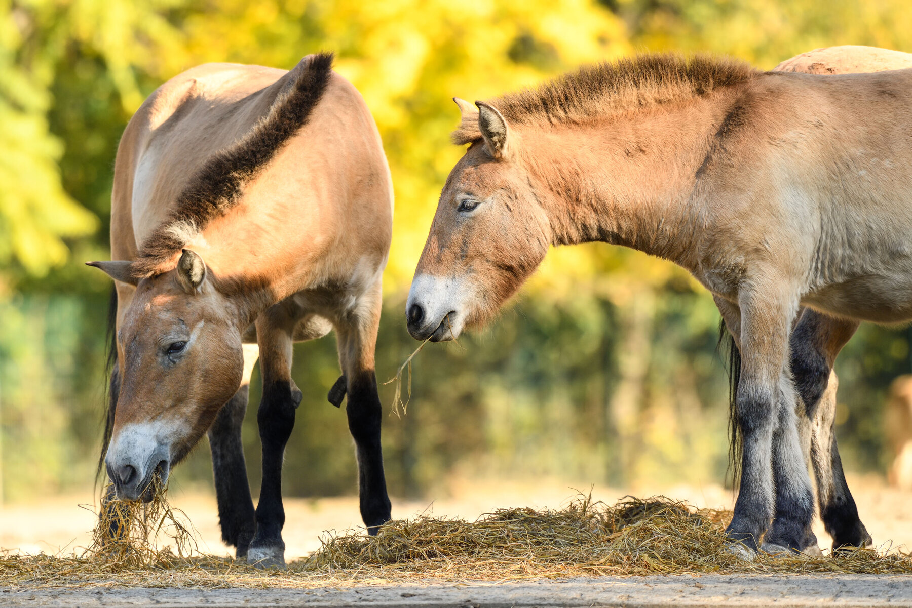 Nomen est omen? – Zoo Berlin