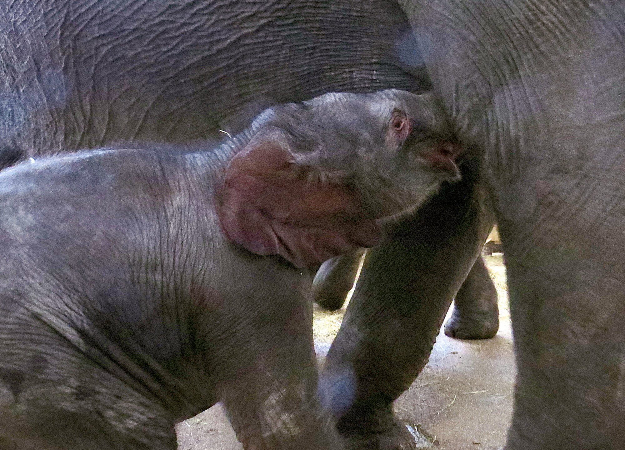 Healthy Elephant Baby born! – Zoo Berlin