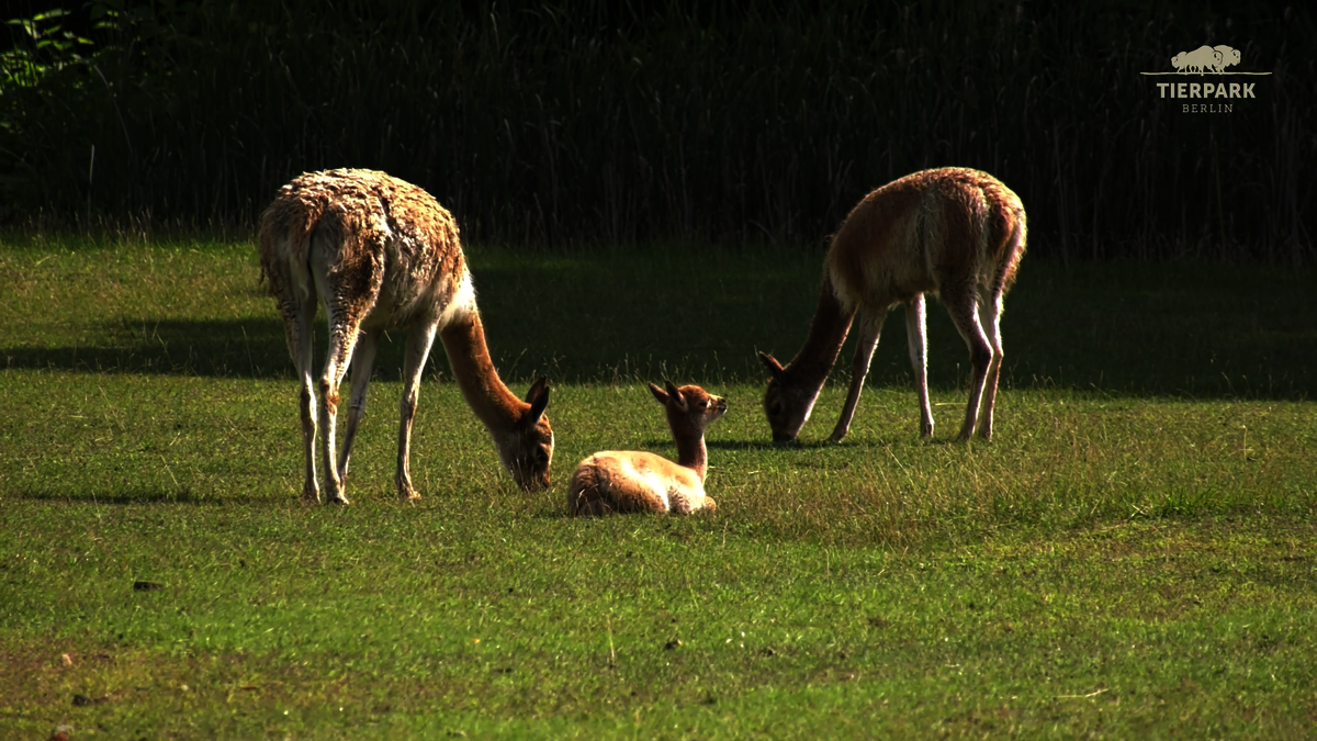 Zoo Berlin