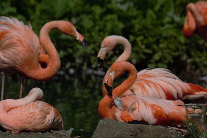 Flamingo-Nachwuchs