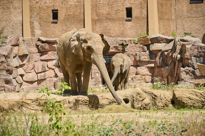 Afrikanische Elefanten_Tierpark Berlin
