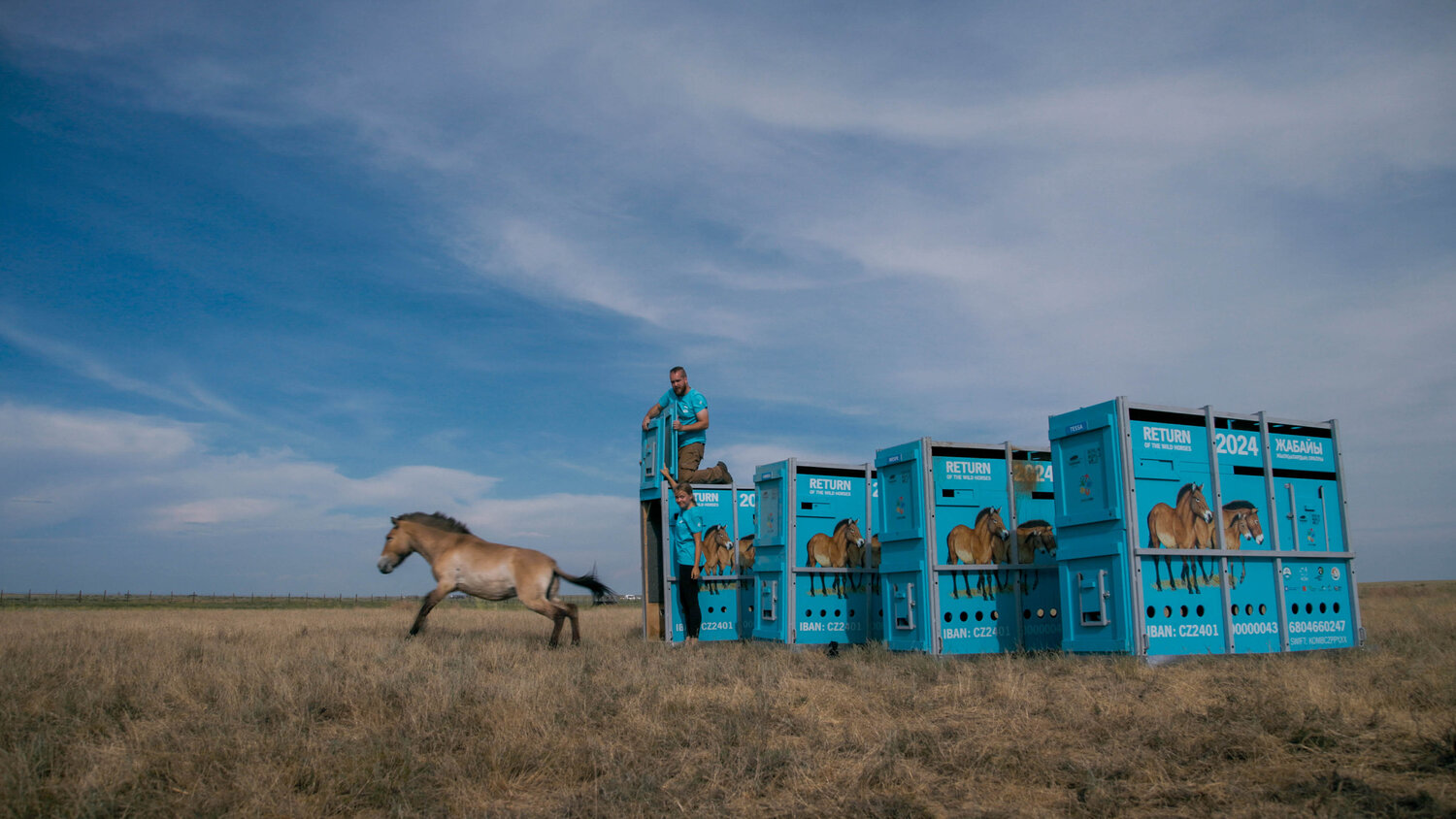 Przewalskipferd-Auswilderung in Kasachstan